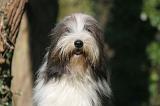 BEARDED COLLIE 383